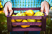 Farmers hands with freshly harvested pears