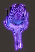 Artichoke, Kirlian photograph