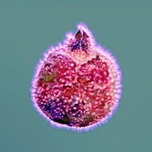 Pomegranate, Kirlian photograph