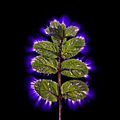 Mint, Kirlian photograph