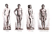 The human form, 1902 illustration