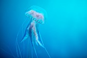 Mauve stinger jellyfish