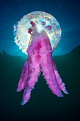 Mauve stinger jellyfish