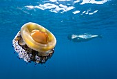 Mediterranean jellyfish and swimmer