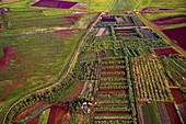 Fields of genetically modified crops, Hawaii