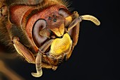 Head of a hornet, macrophotograph