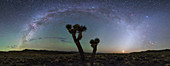 Milky Way and zodiacal light over Joshua tree