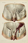 Fascia of the male groin, 1866 illustrations
