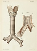 Trachea and bronchi anatomy, 1866 illustrations
