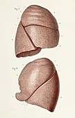 Exterior left and right lung anatomy, 1866 illustrations