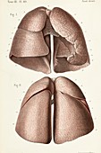 Rear and front views of the lungs, 1866 illustrations