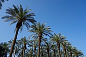 Date palm (Phoenix dactylifera) plantation, Israel