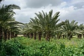 Date palm (Phoenix dactylifera) plantation, Israel