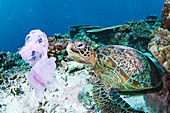 Green turtle and waste plastic bag