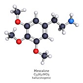 Mescaline, molecular model