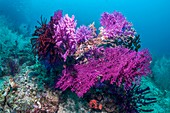 Gorgonian