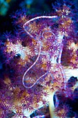 Dark red-spined brittle star