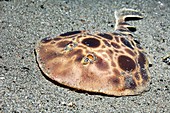 Narcine electric ray