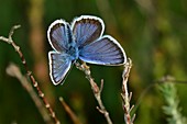 Male silver-studded blue butterfly