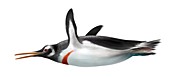 Icadyptes salasi, extinct penguin, illustration