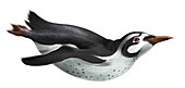 Paraptenodytes antarcticus, extinct penguin, illustration