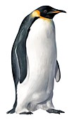 Emperor penguin, illustration