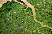 Estuarine marshland channels, aerial photograph