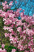 Royal azalea tree (Rhododendron schlippenbachii) in blossom