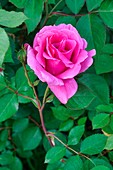 Hybrid rose (Rosa sp.) flower