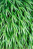 Japanese forest grass (Hakonechloa macra 'Beni-kaze')