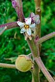 Naranjilla plant (Solanum quitoense)