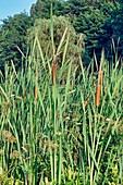 Common bulrush (Typha latifolia) spikes