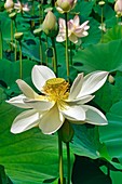 Sacred lotus flowers (Nelumbo nucifera) and buds