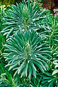 Mediterranean spurge plants (Euphorbia characias wulfenii)
