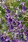 Leavenworth's eryngo (Eryngium leavenworthii) flowers