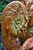 Thick stemmed wood fern (Dryopteris crassirhizoma)