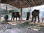 Domesticated Asian elephants
