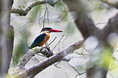 Stork-billed kingfisher