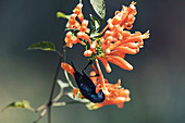 Purple sunbird feeding on nectar