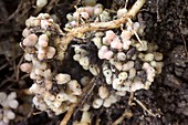 Nitrogen fixing nodules on pea roots