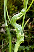 Galled stems of Hypochaeris radicata