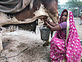 Woman milking a cow