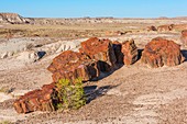 Petrified Forest National Park, Arizona, USA