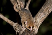 Gray Mouse Lemur