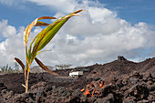 Road-building on lava flow from Kilauea volcano eruption
