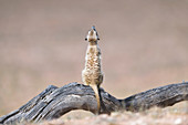 Meerkat looking upwards