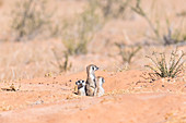 Meerkats at their burrow entrance