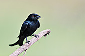 Black drongo, India