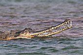 Gharial, India