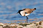 River lapwing, India